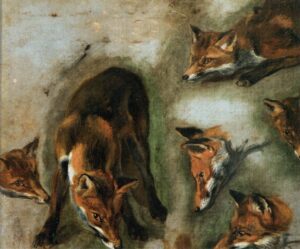 Studies of a Fox by Pieter Boel