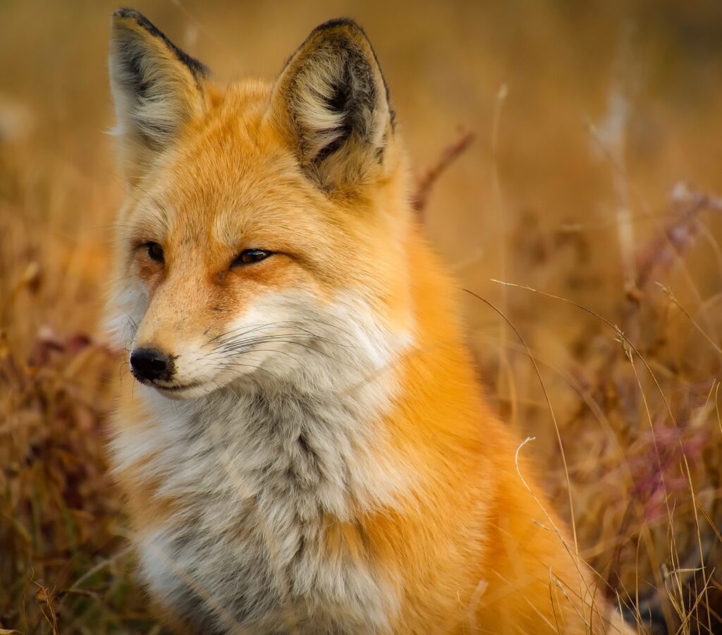 The Sly Red Fox